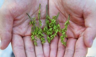 一棵稗子的春天全诗 稻子和稗子的区别